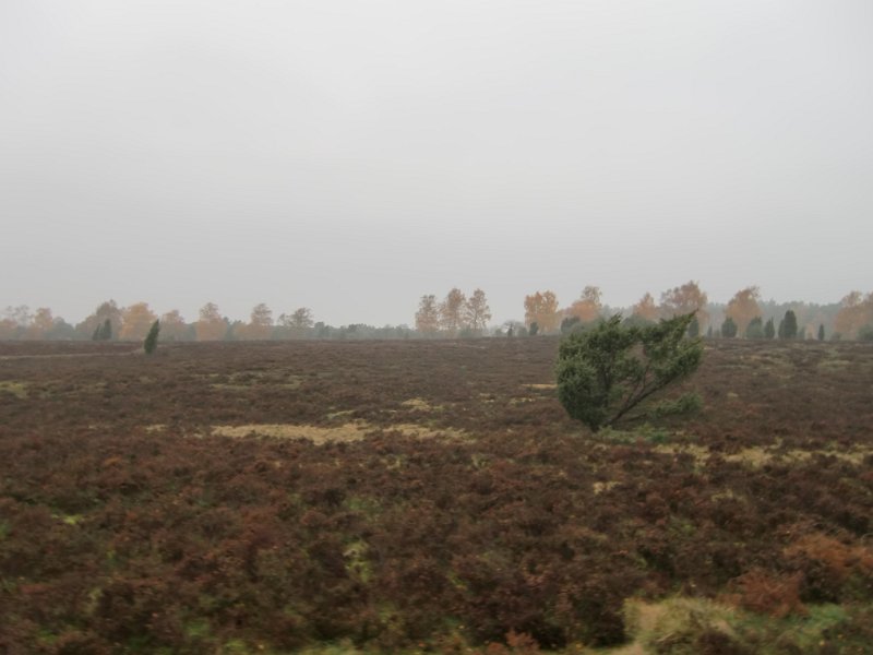 Wilseder Berg 1 2010 048
